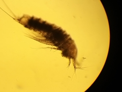 Eurycletodes monardi