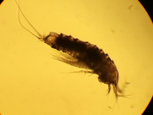 Eurycletodes