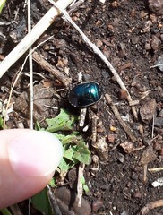 Canthophorus melanopterus