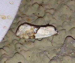 Ponometia elegantula