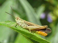 Chorthippus jacobsi