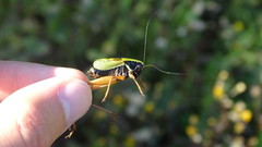 Zeuneriana abbreviata