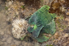 Euphyllia glabrescens