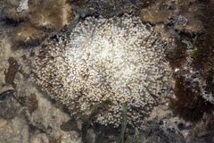 Euphyllia glabrescens