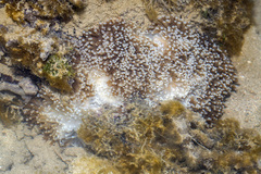 Euphyllia glabrescens
