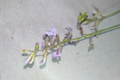 Astragalus silvisteppaceus