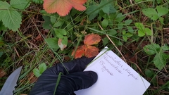 Diplocarpon fragariae