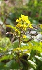 Solidago cuprea