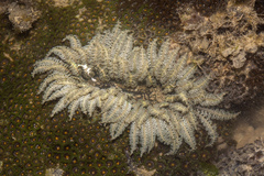 Zoanthus sansibaricus image