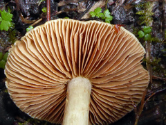 Cortinarius calaisopus