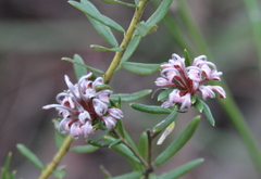Grevillea sphacelata