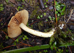 Cortinarius calaisopus