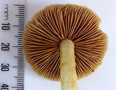 Cortinarius calaisopus