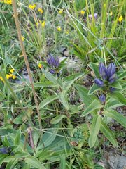 Gentiana cruciata cruciata