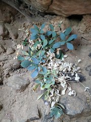 Petrocoptis montserratii