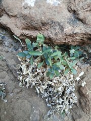 Petrocoptis montserratii