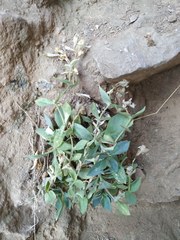 Petrocoptis montserratii
