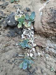 Petrocoptis montserratii