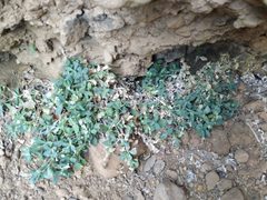 Petrocoptis montserratii