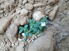 Petrocoptis montserratii