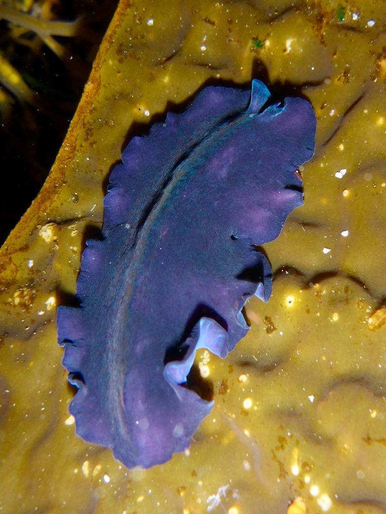 Polyclads Color Pseudocerotidae sp.1 (Polyclad flatworms of California) · iNaturalist