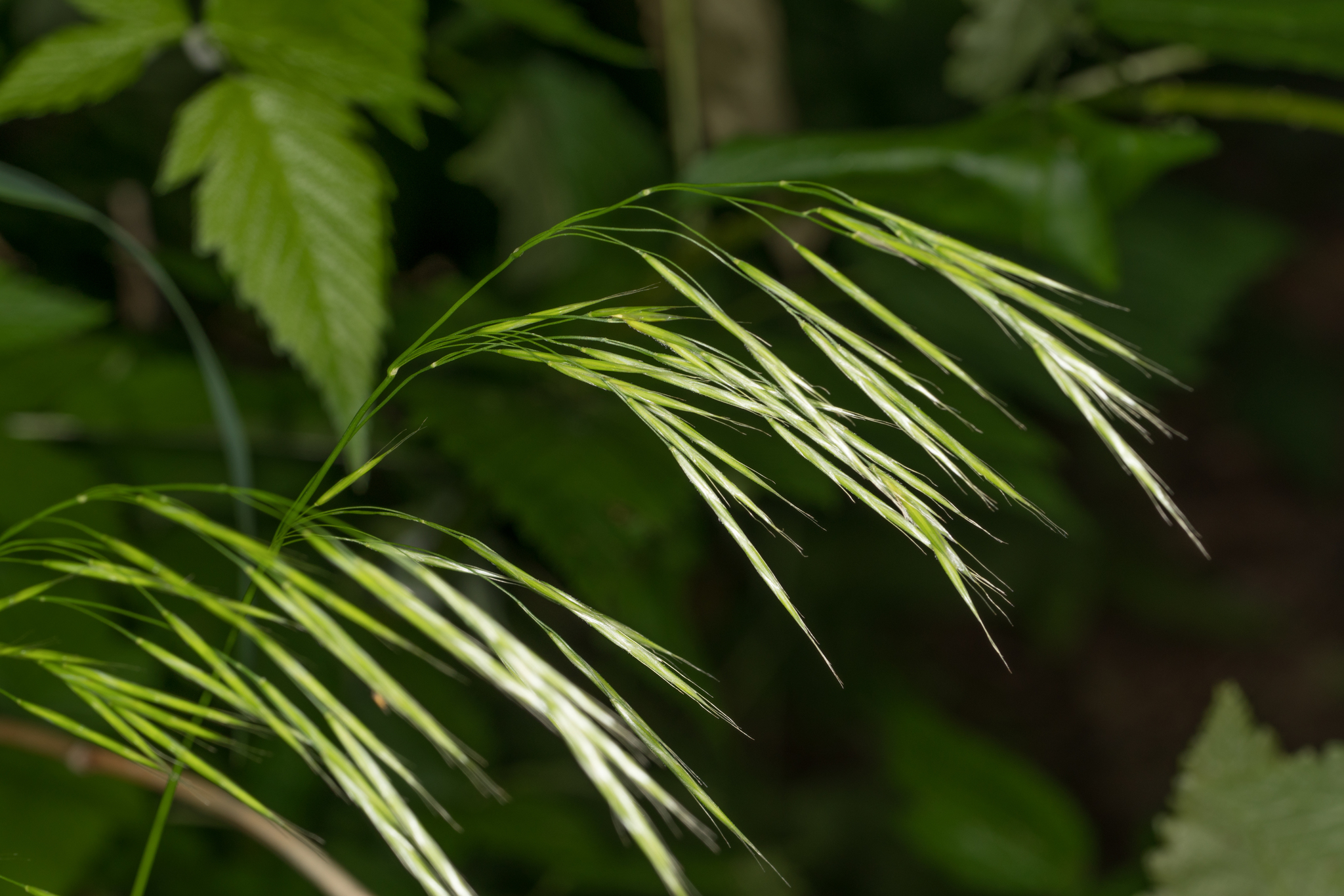 Bromus vulgaris