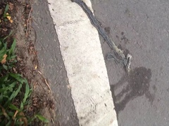 Chrysopelea paradisi