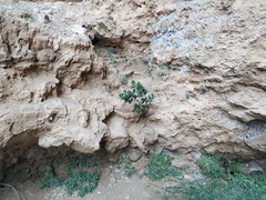 Petrocoptis montserratii