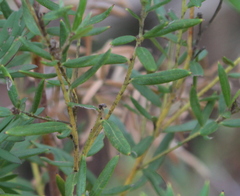 Grevillea sphacelata