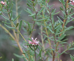 Grevillea sphacelata