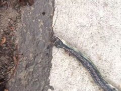 Chrysopelea paradisi