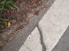 Chrysopelea paradisi