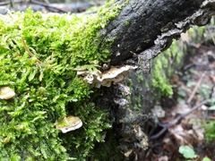 Skeletocutis carneogrisea