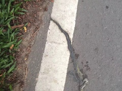 Chrysopelea paradisi