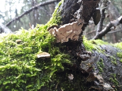 Skeletocutis carneogrisea