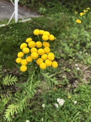 Tanacetum vulgare