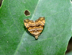 Choreutis taprobanes