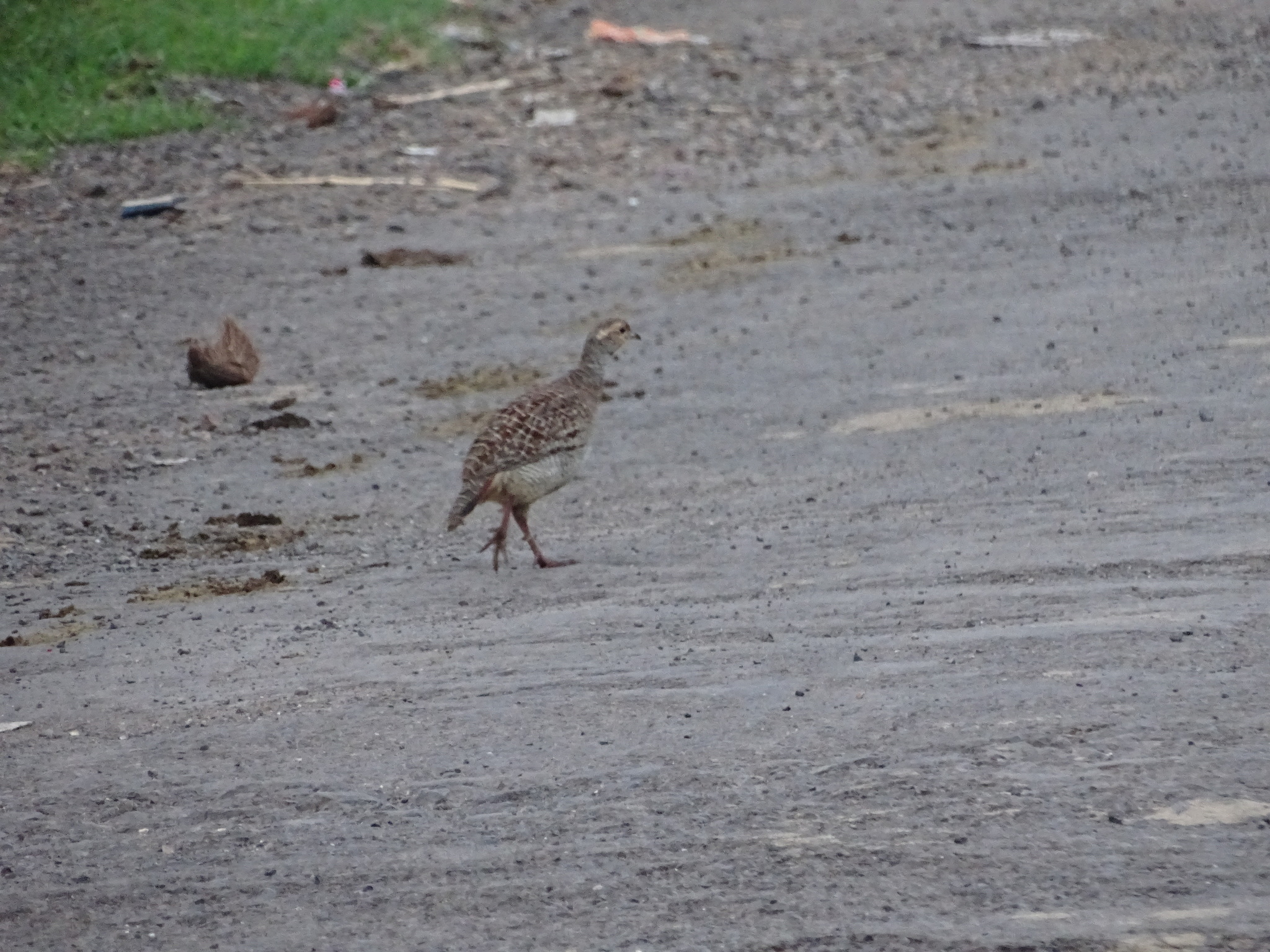 Grey Francolin