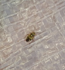 Orthops