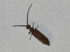 Tenomerga cinerea