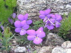 Viola valderia