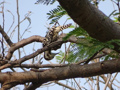 Leiopicus mahrattensis