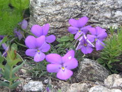 Viola valderia