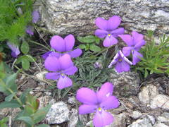 Viola valderia
