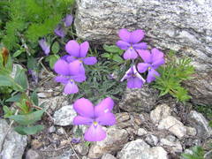 Viola valderia