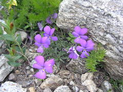Viola valderia
