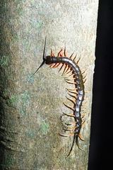 Scolopendra subspinipes