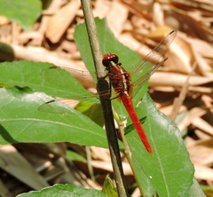Rhodothemis rufa