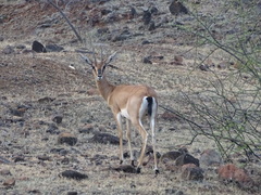 Gazella bennettii