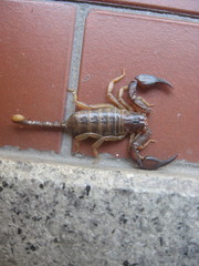 Euscorpius parthenopeius